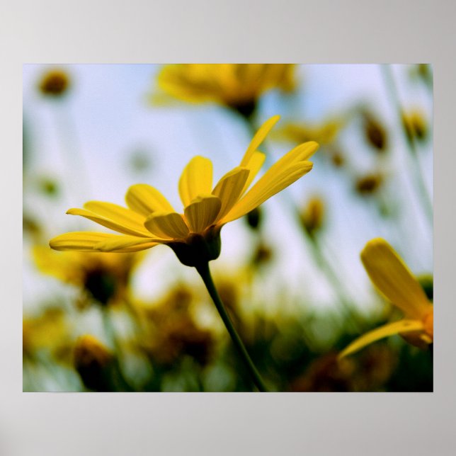 Daisies Poster (Front)