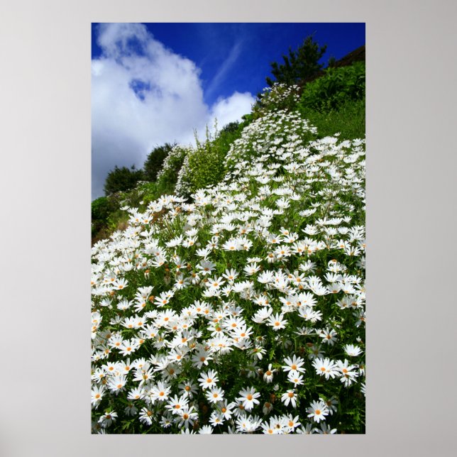 Daisies Poster (Front)