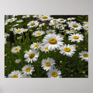Daisies Print