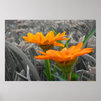 Daisies Print
