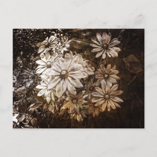 Daisies, Sepia, Grunge Postcard