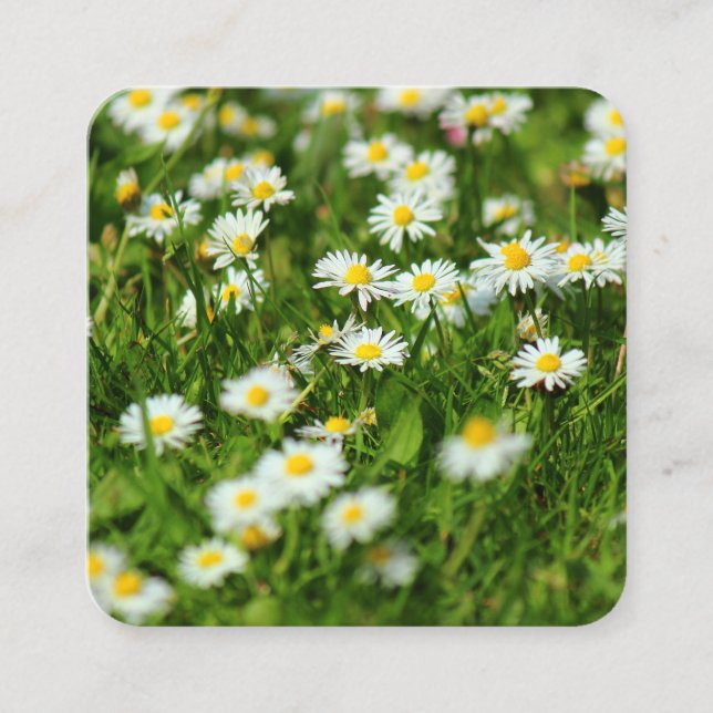Daisies Square Business Card (Front)