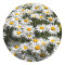 Daisies Stickers