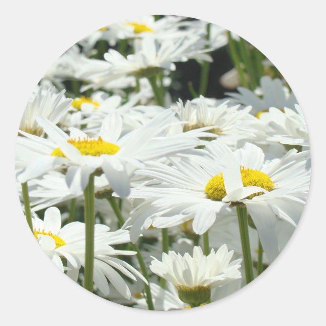 Daisies Stickers custom White Daisy Flowers unique (Front)