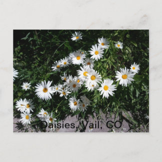 Daisies, Vail CO 1 Postcard