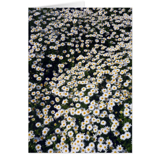daisies white (Front)