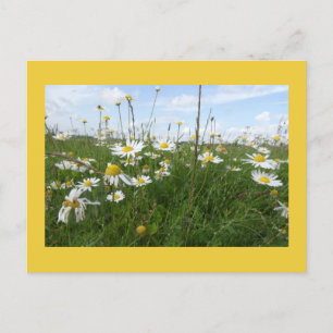 Daisies Wildflowers on a Sunny Day DIY Postcard