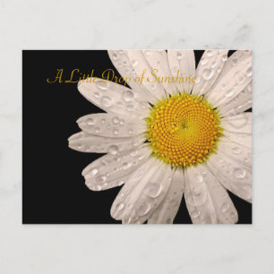 Daisy "A little drop of sunshine" postcard