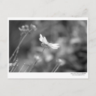 Daisy Alone- Postcard