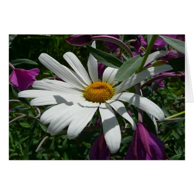 Daisy and Fireweed Wildflower (Front Horizontal)