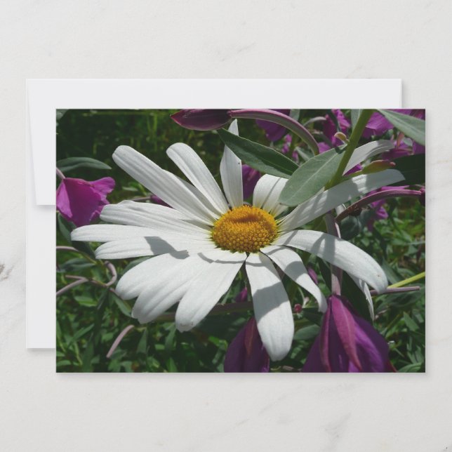 Daisy and Fireweed Wildflower Card (Front)