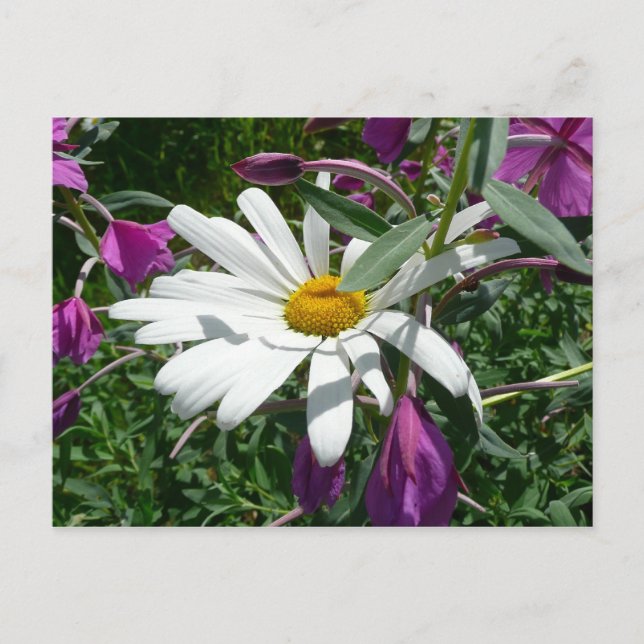 Daisy and Fireweed Wildflower Postcard (Front)