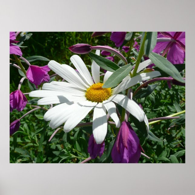 Daisy and Fireweed Wildflower Poster (Front)