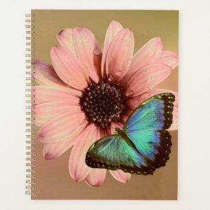Daisy and Morpho Planner