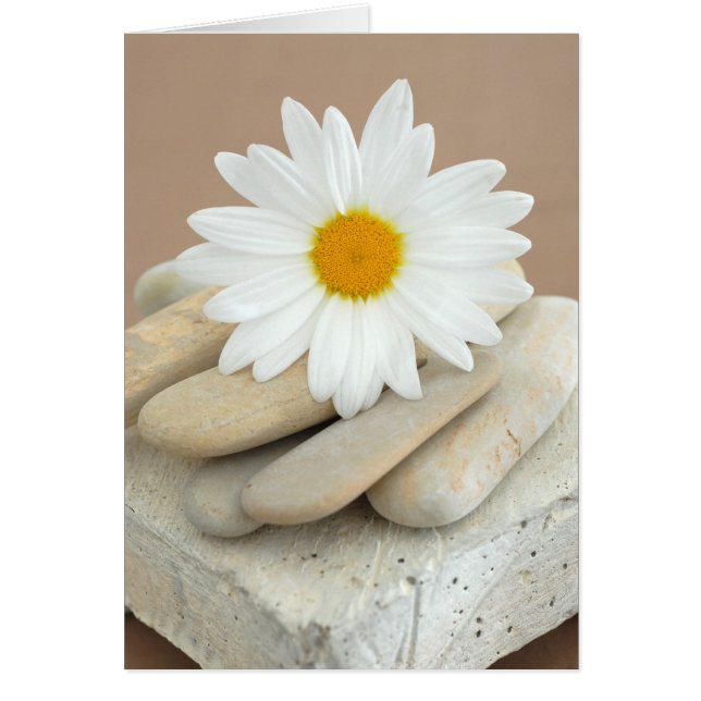 Daisy And Stones (Front)