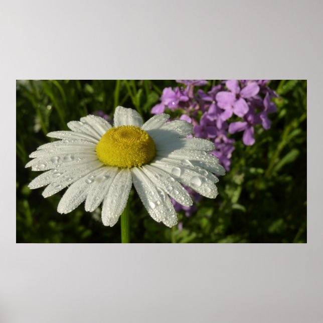 Daisy and Summer Lilac Botanical Poster (Front)