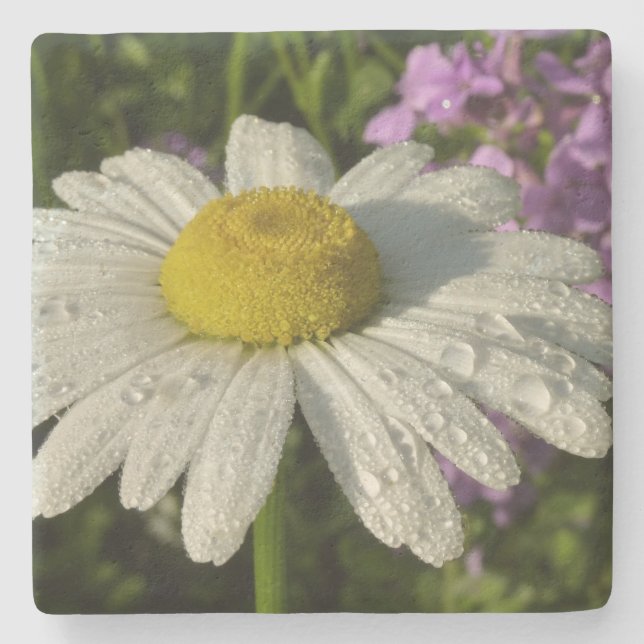 Daisy and Summer Lilac Botanical Stone Coaster (Front)