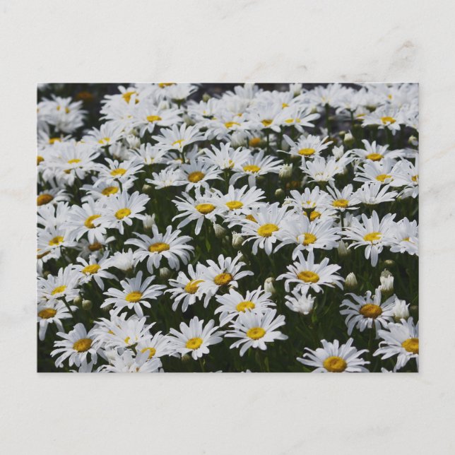 Daisy Bed Postcard (Front)