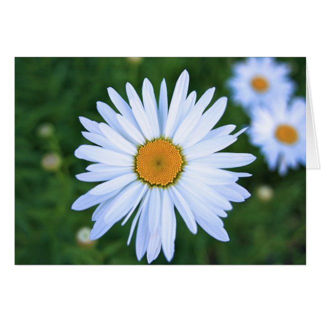 Daisy, Blank Card (Front Horizontal)