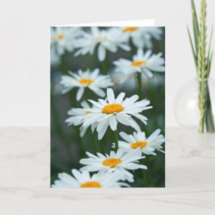 Daisy blank card