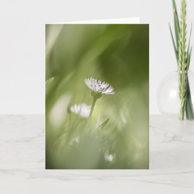 Daisy Blossom nature photo Card (Front)