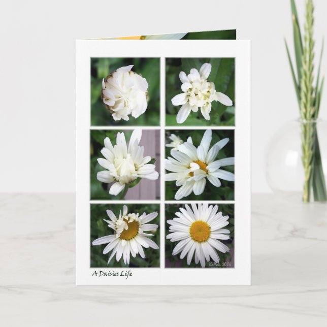 Daisy Blossomed Card (Front)