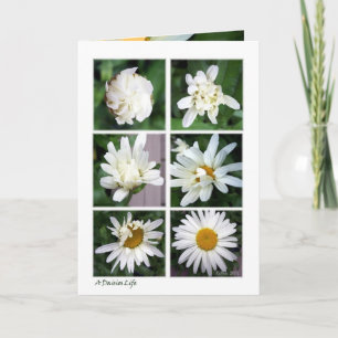 Daisy Blossomed Card