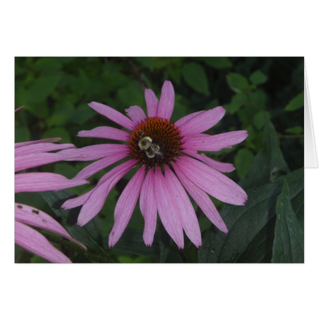 Daisy Bumble (Front Horizontal)