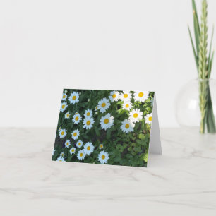 Daisy Bush Photograph Card