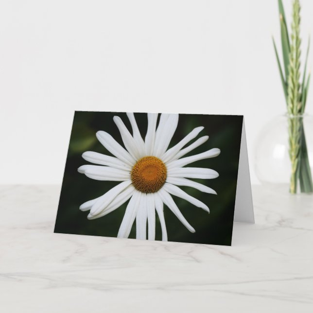 daisy by Larry Coressel Card (Front)