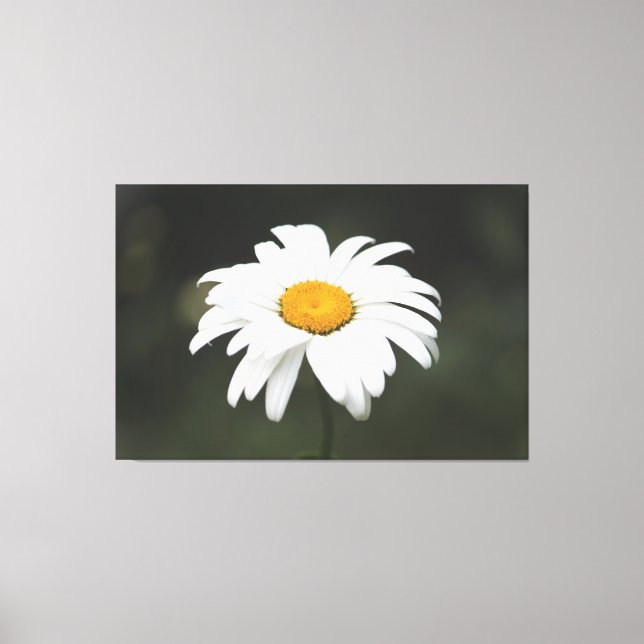 Daisy Canvas Art (Front)