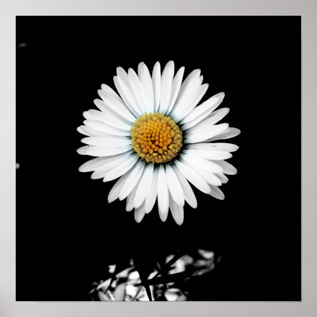 Daisy Canvas Print (Front)