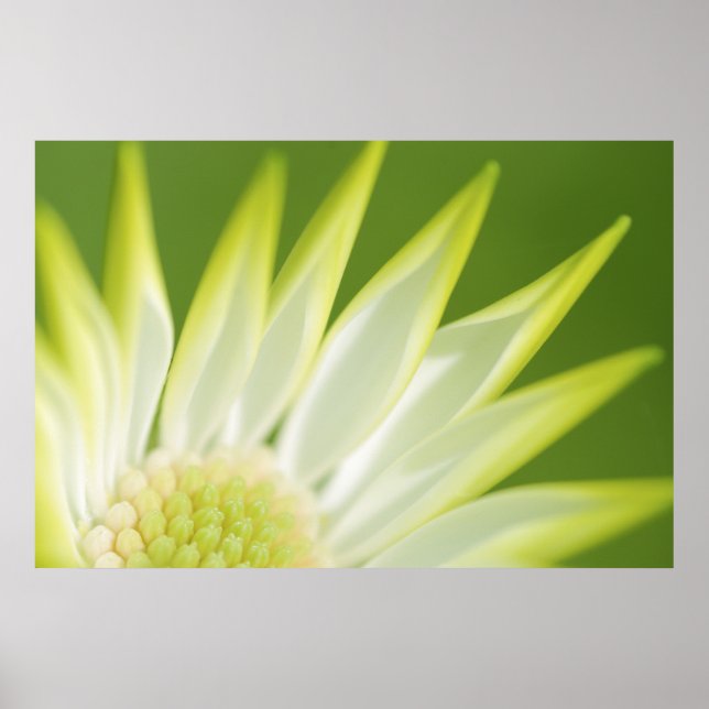 Daisy Canvas Print (Front)