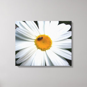 Daisy Canvas Print