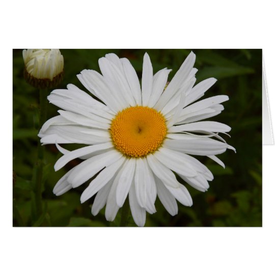 Daisy Card