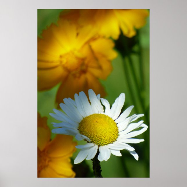 Daisy Chamomile Flower Floral Sunflower Lover Gift Poster (Front)
