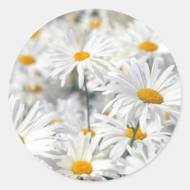 Daisy Classic Round Sticker (Front)