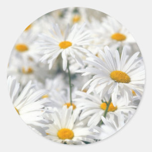 Daisy Classic Round Sticker