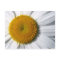 Daisy Close-Up