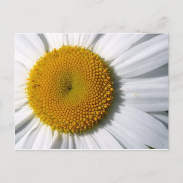 Daisy Close-Up Postcard (Front)