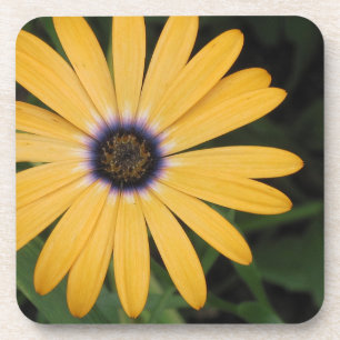Daisy Coaster