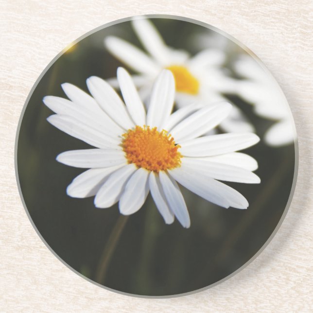 Daisy Coaster (Front)