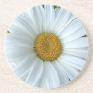 Daisy Coasters Wildflower Daisy Decor & Gifts