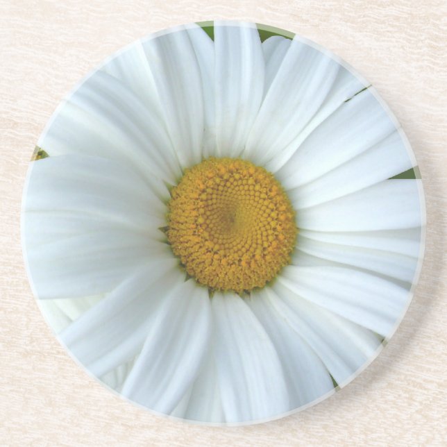 Daisy Coasters Wildflower Daisy Decor & Gifts (Front)