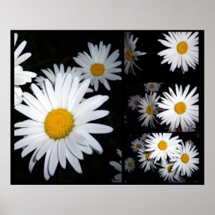 Daisy Collage Poster