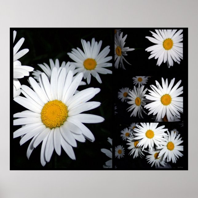 Daisy Collage Poster (Front)