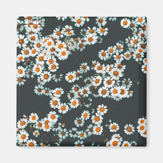 Daisy Daisies Floral Magnet (Front)