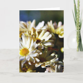 Daisy Daisies Flowers Card