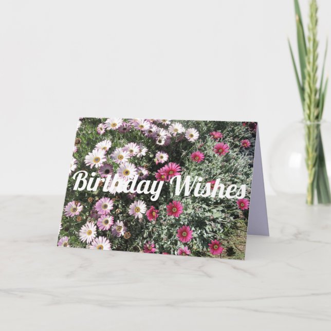 Daisy Daisies Pink Red Flowers Floral Birthday Card (Front)