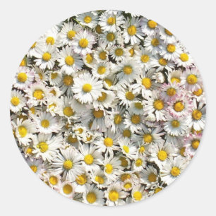 Daisy Daisy Classic Round Sticker